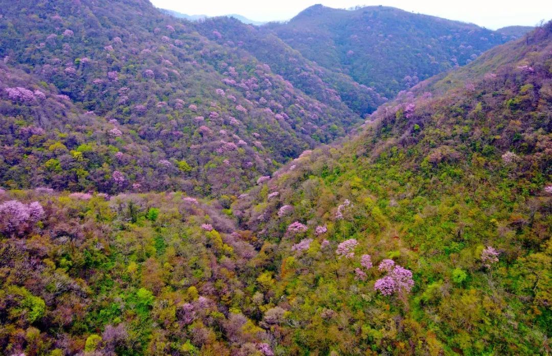 百里荒花海图片