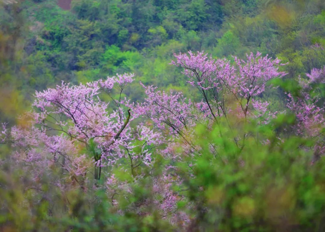 百里荒花海图片