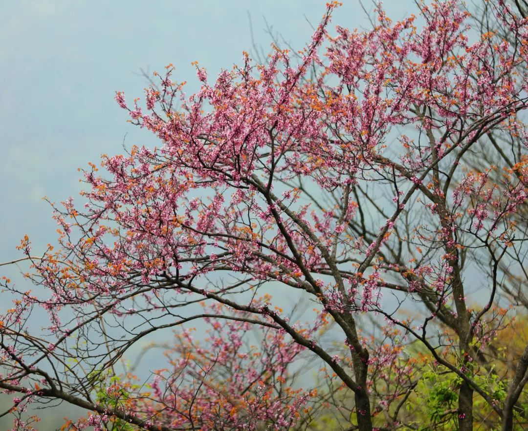 百里荒花海图片