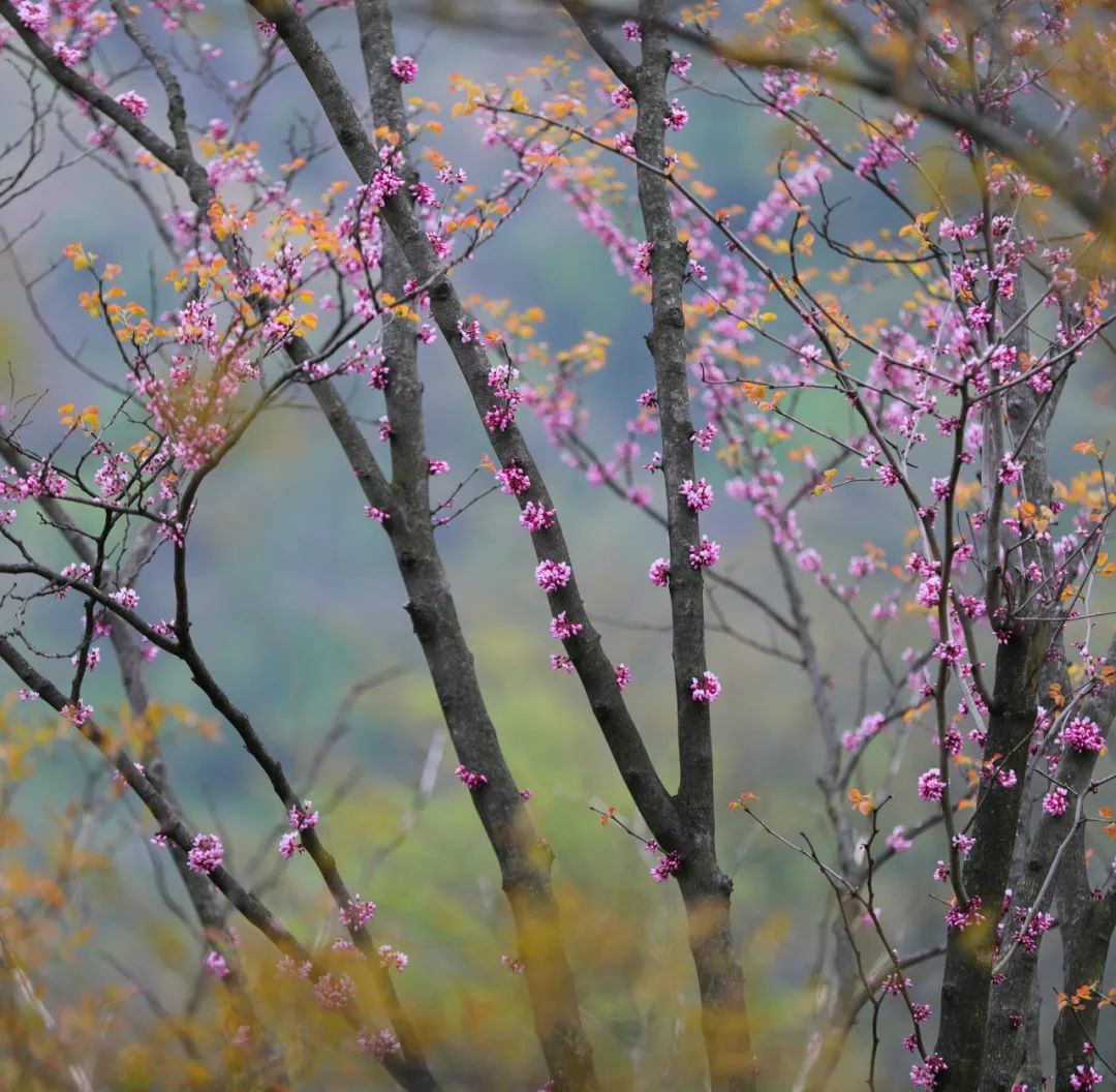 百里荒花海图片