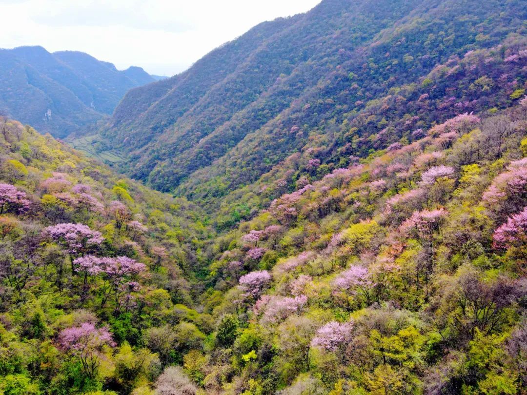 朱顶红北极花谷图片