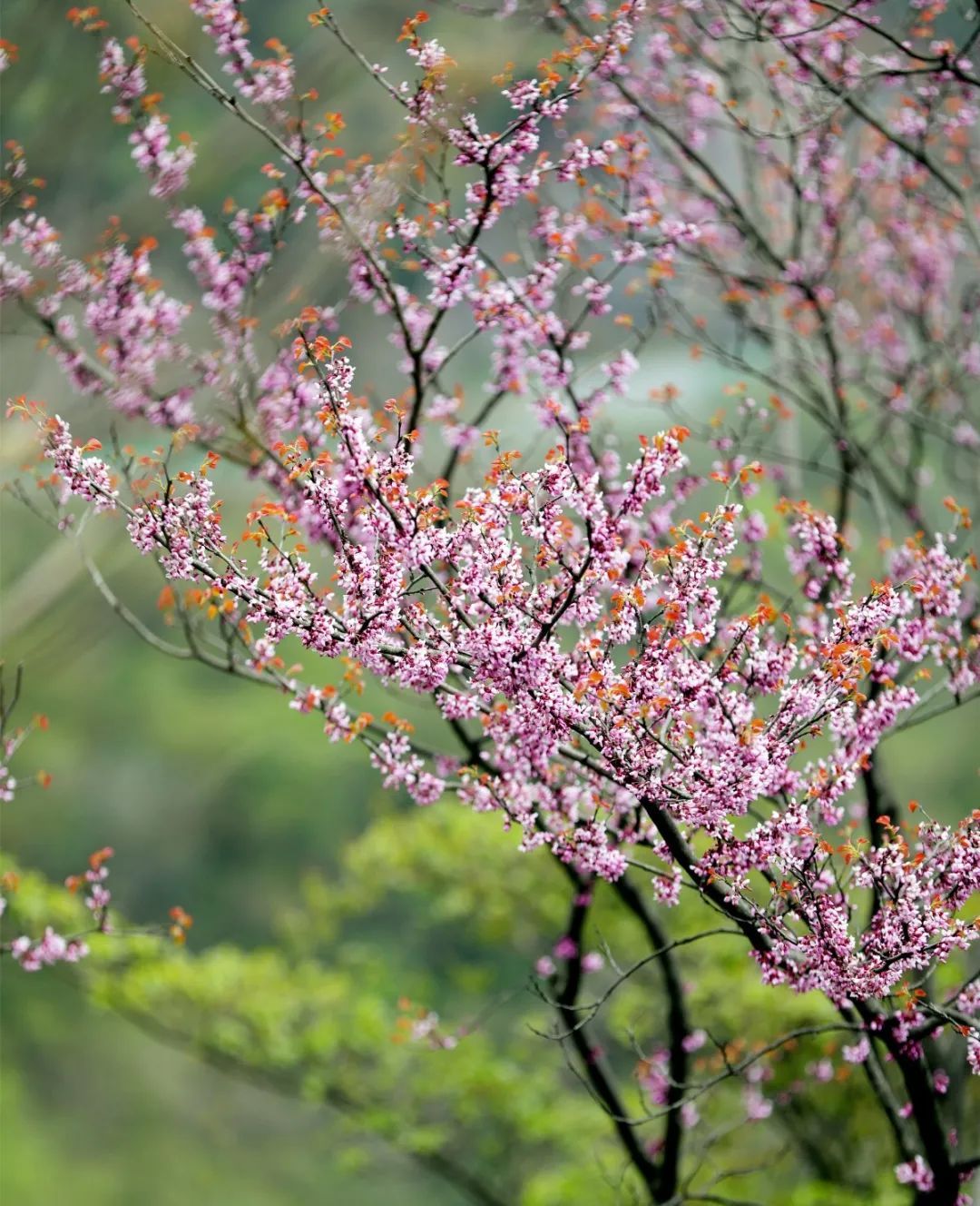 百里荒花海图片