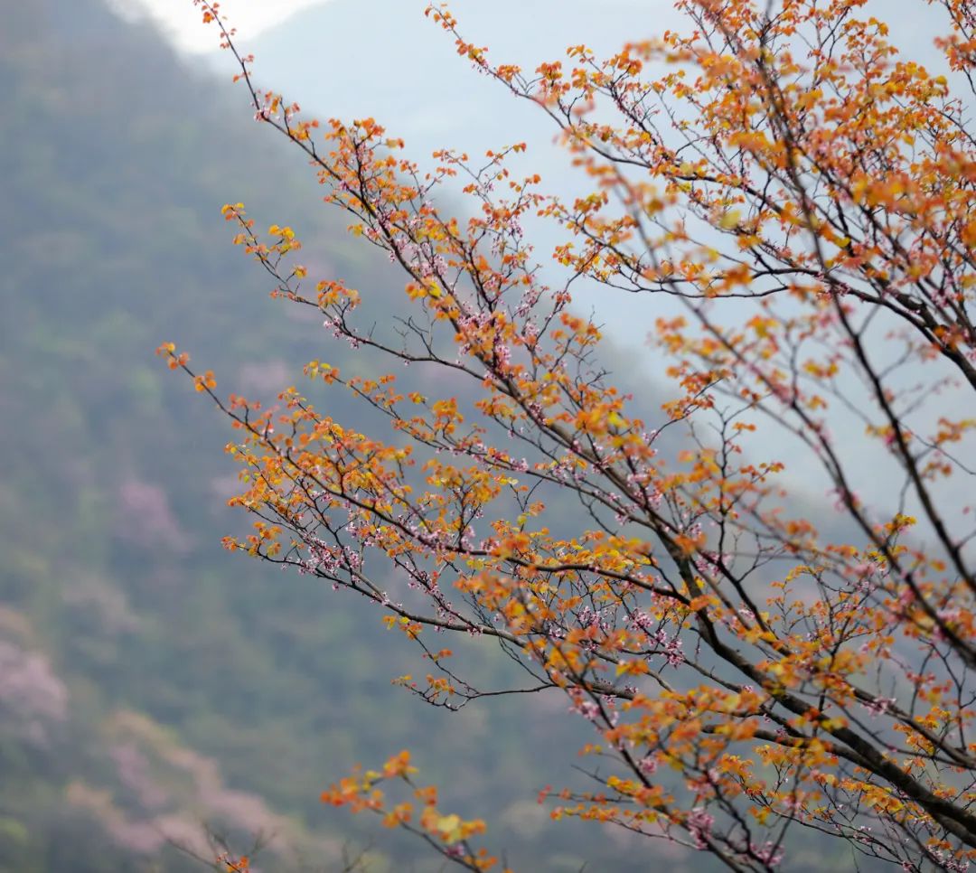 百里荒花海图片