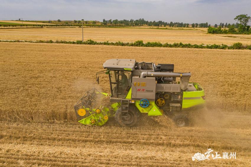 本地酒企订购,酿酒黑小麦丰收!