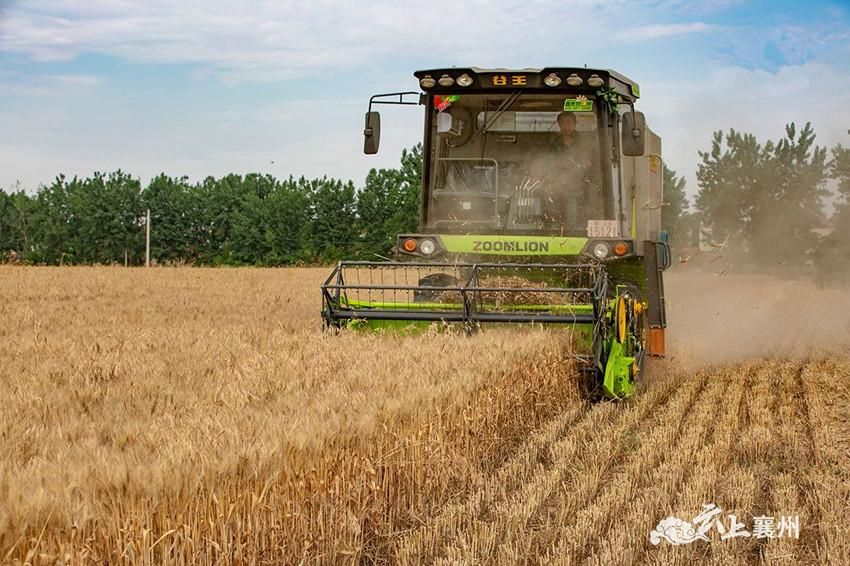 本地酒企订购,酿酒黑小麦丰收!