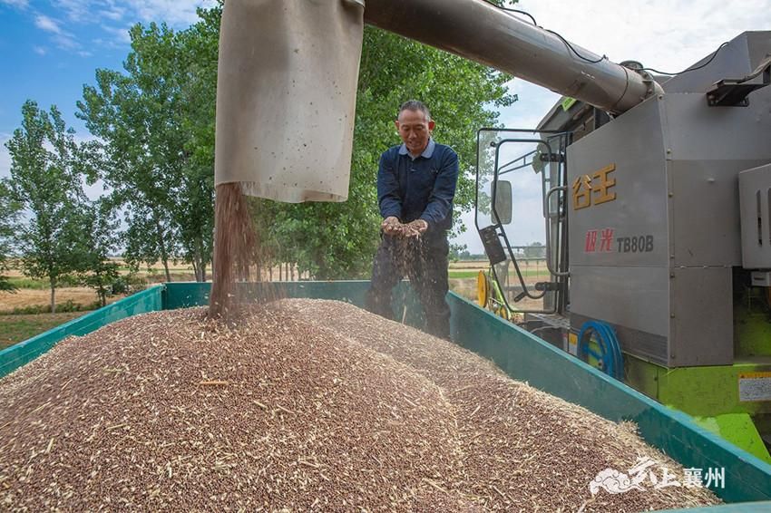 本地酒企订购,酿酒黑小麦丰收!