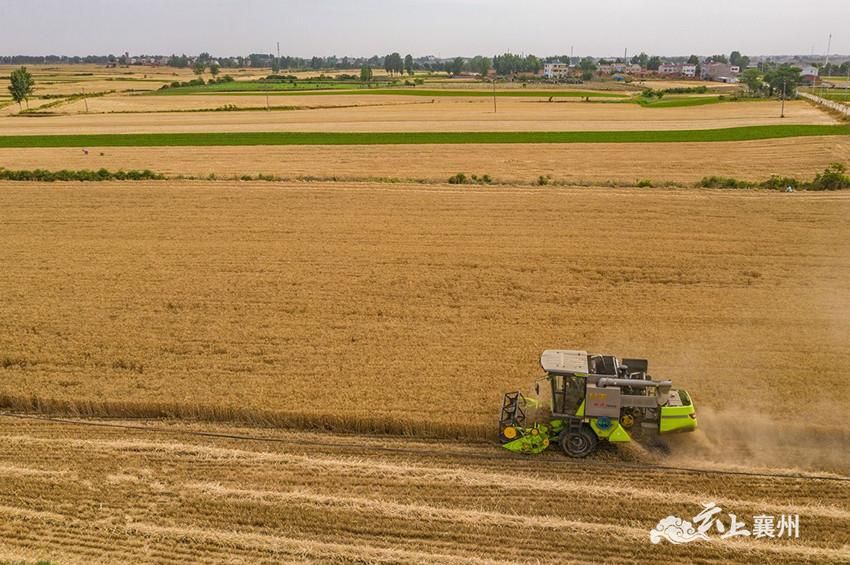 本地酒企订购,酿酒黑小麦丰收!