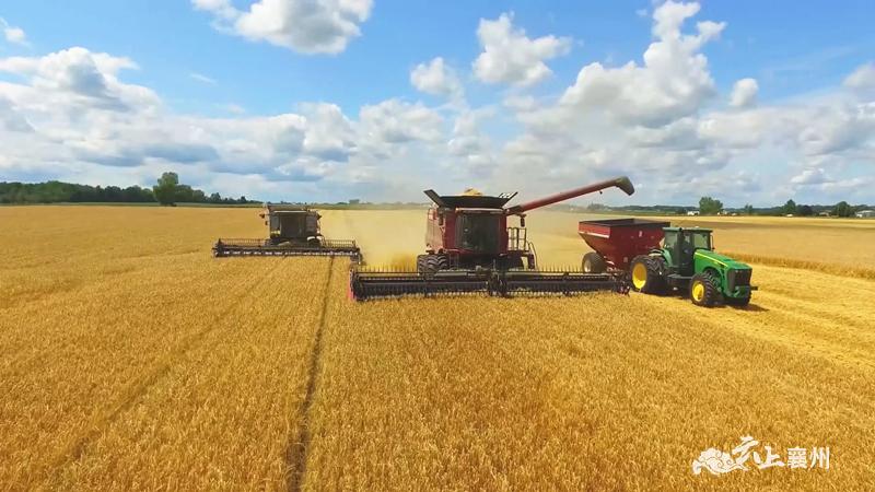 襄州:夏粮总产11.95亿斤 打赢粮食丰收保卫战