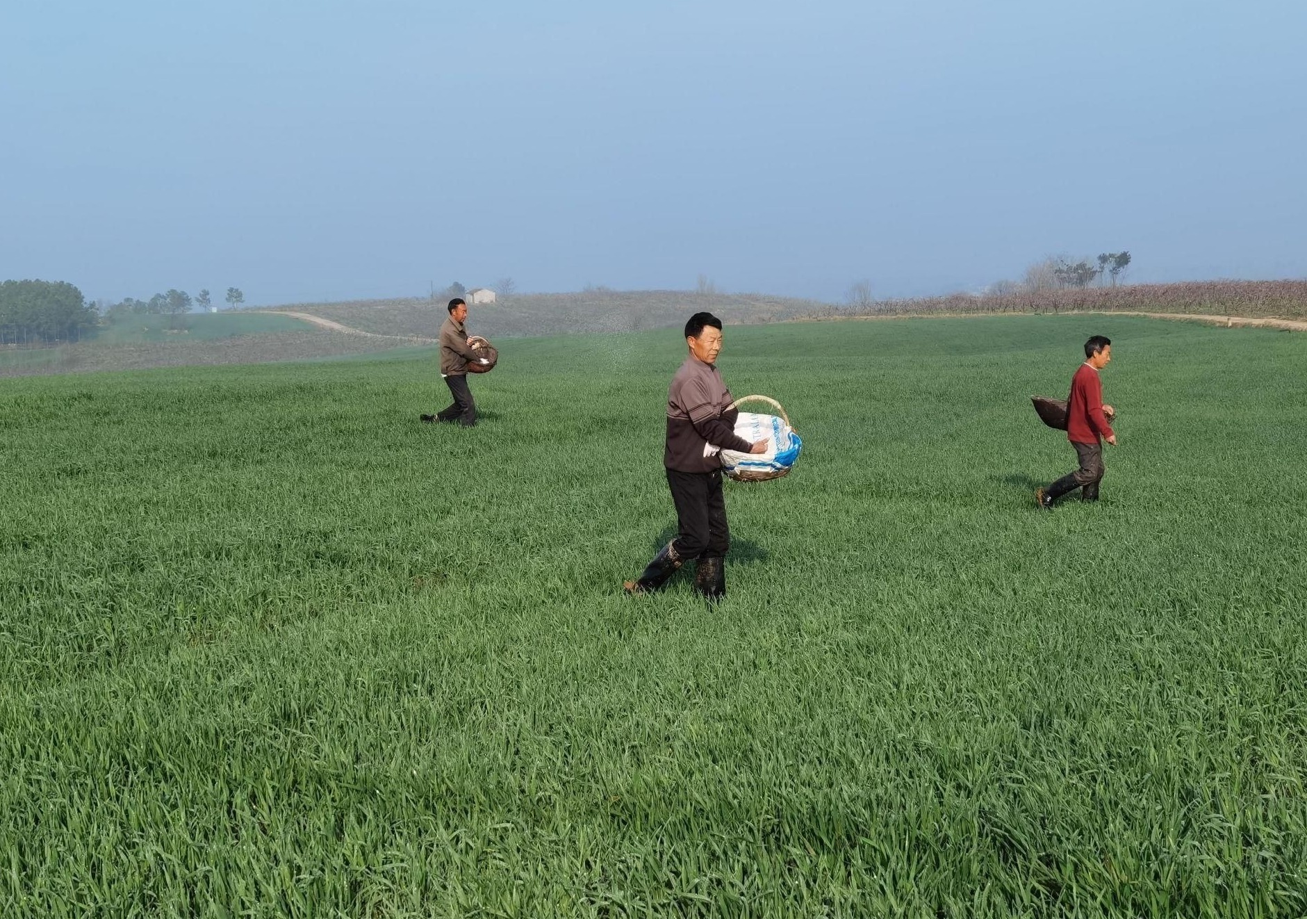 黄龙:抢墒施肥壮"筋骨"_襄阳襄州网