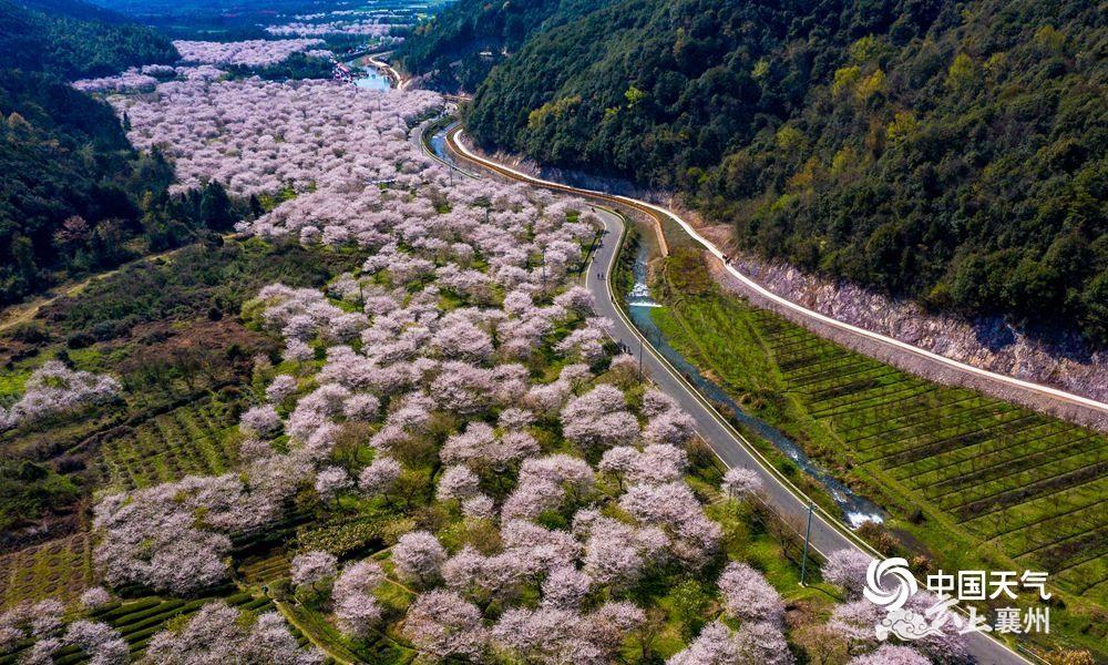 2021年3月22日,浙江上虞,章镇镇张村樱花谷,600余亩樱花悄然绽放.