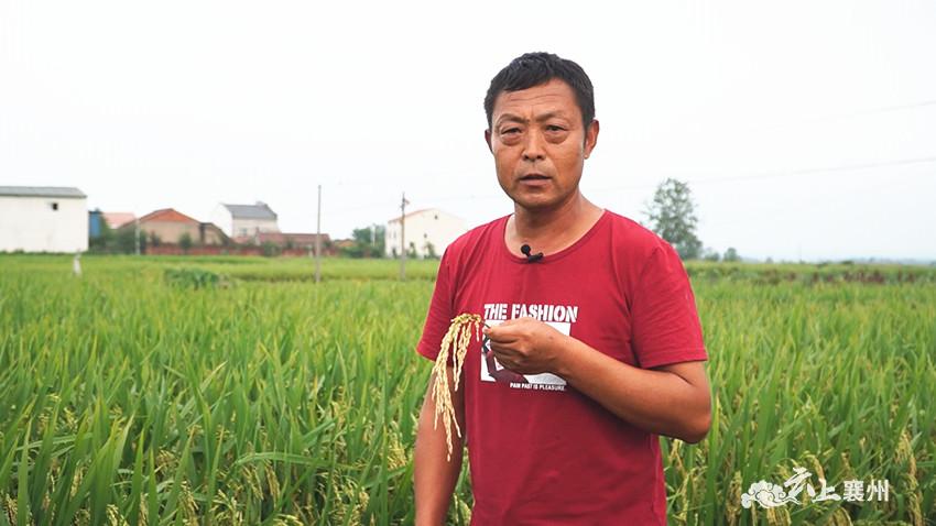 黄龙镇黄沟村支部书记 张良习"你看这稻谷,真不错,多么的饱满,长势喜