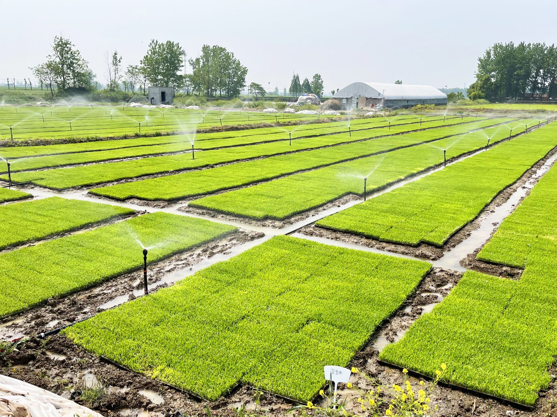 襄州工厂化水稻育秧助力现代农业生产
