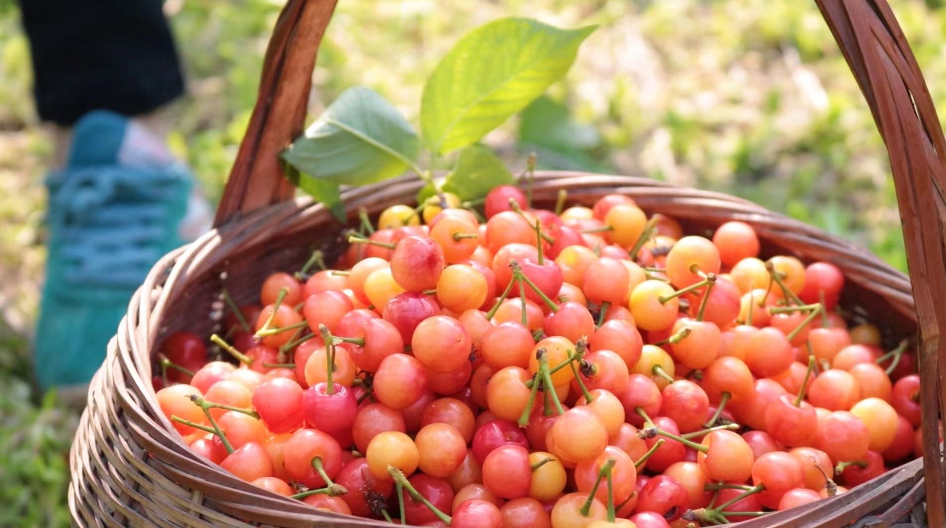 樱桃采摘好去处 吃不完可"兜"着走_长江云 - 湖北网络广播电视台官方