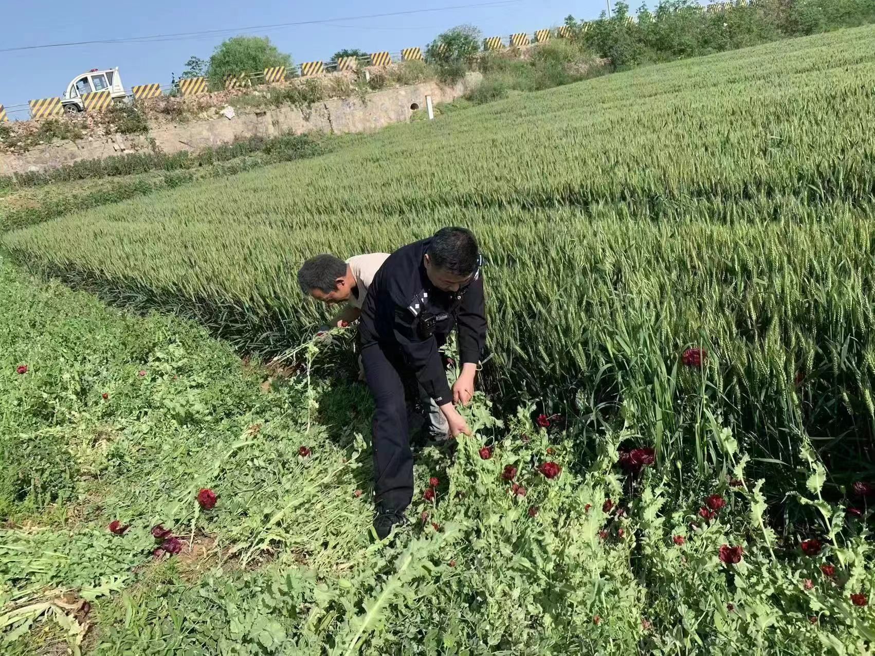 39株罂粟警民联手铲除