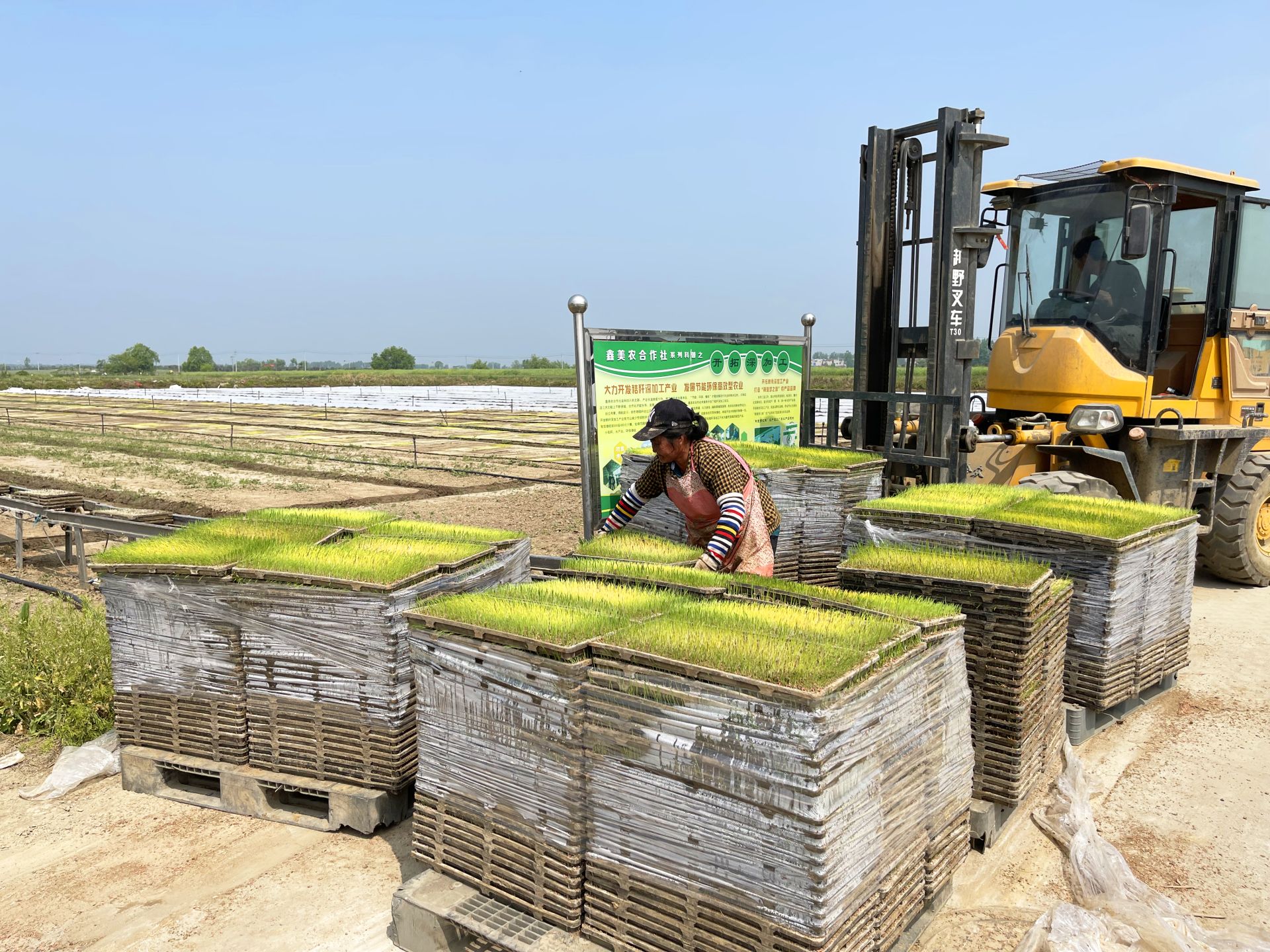 襄州工厂化水稻育秧助力现代农业生产