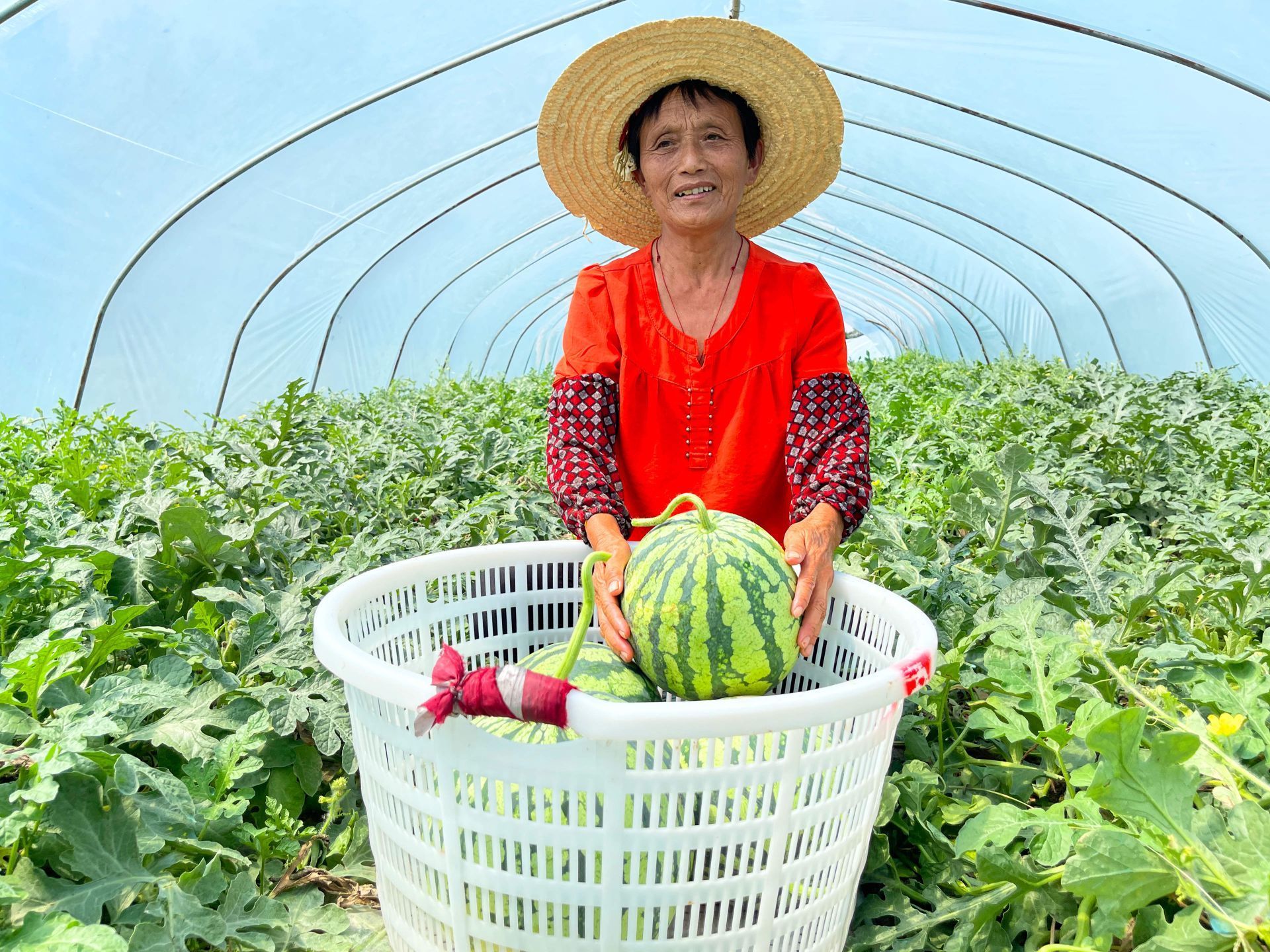 襄州区古驿镇小营村西瓜喜丰收甜了舌尖富了农