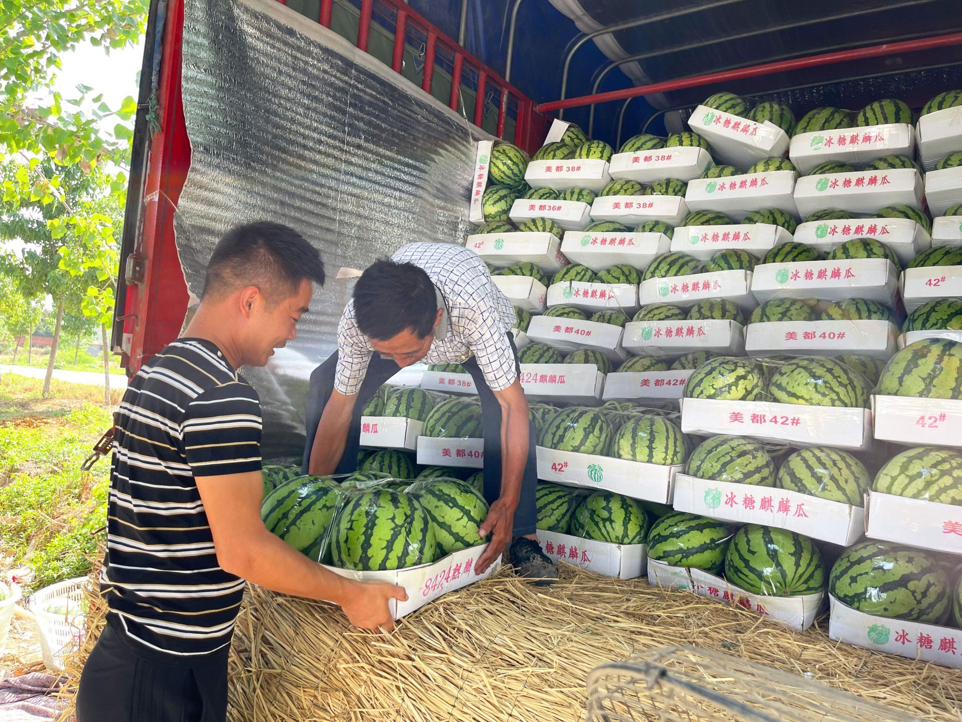 西瓜喜丰收甜了舌尖富了农