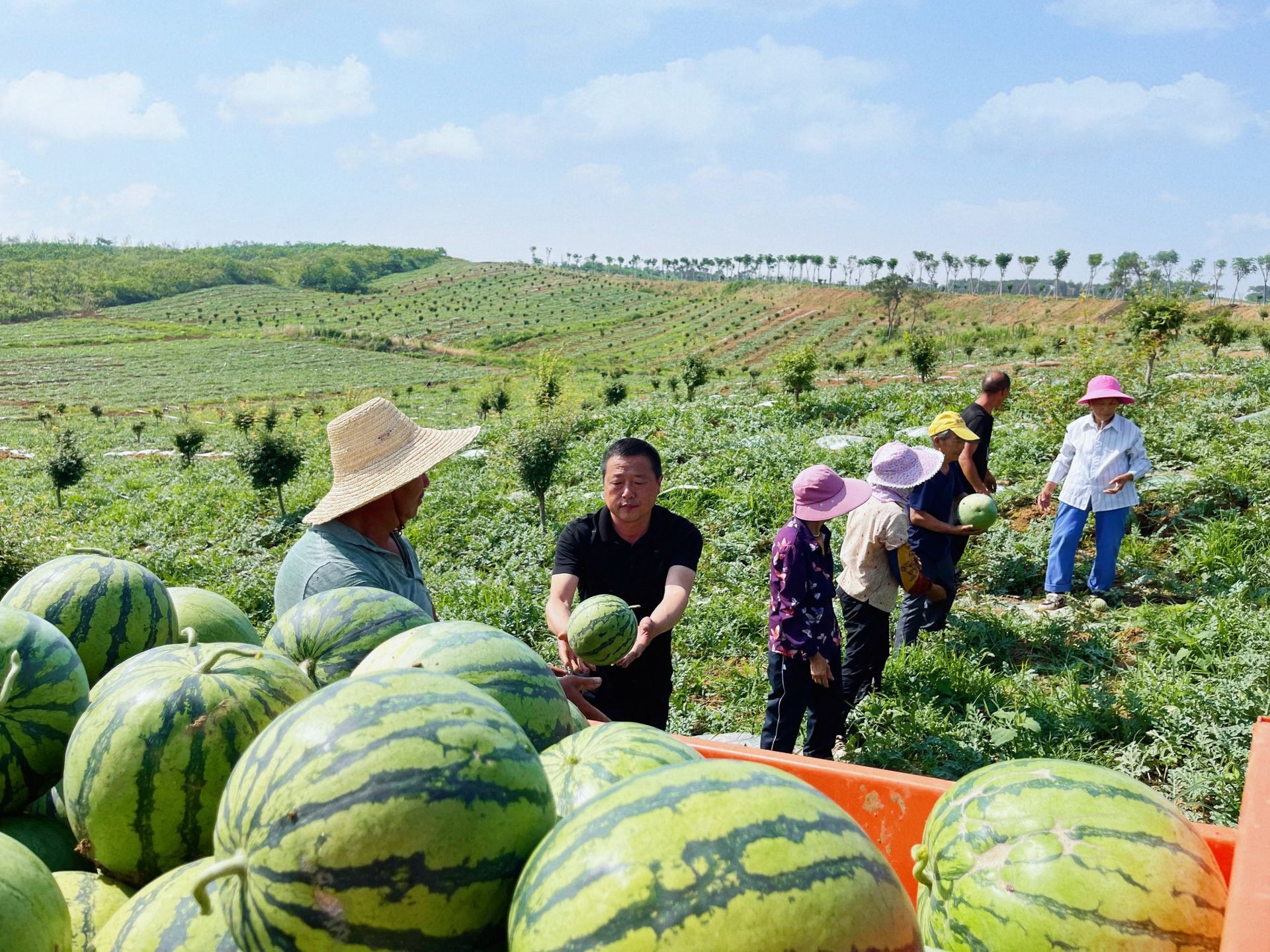 下一步,我们将进一步扩大西瓜种植面积,提高品质,为群众增产增收,带动