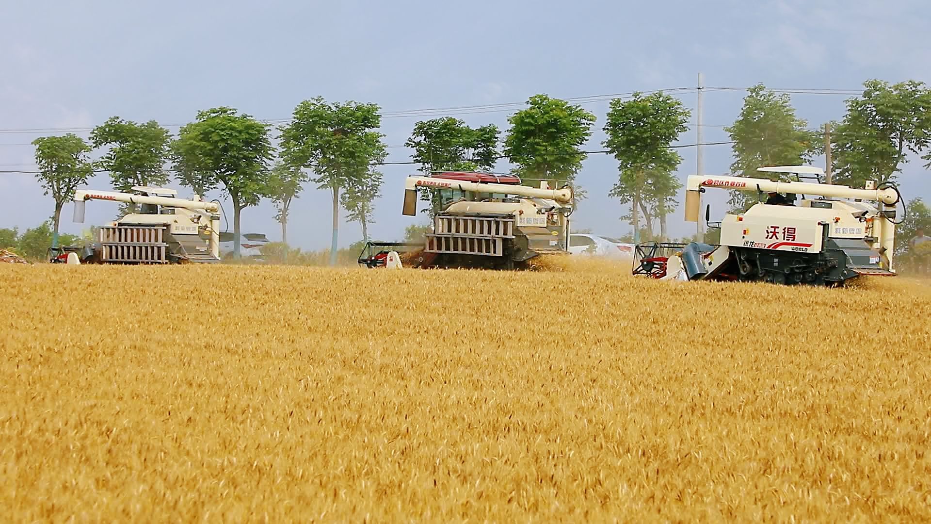 襄州150多万亩小麦开镰收割