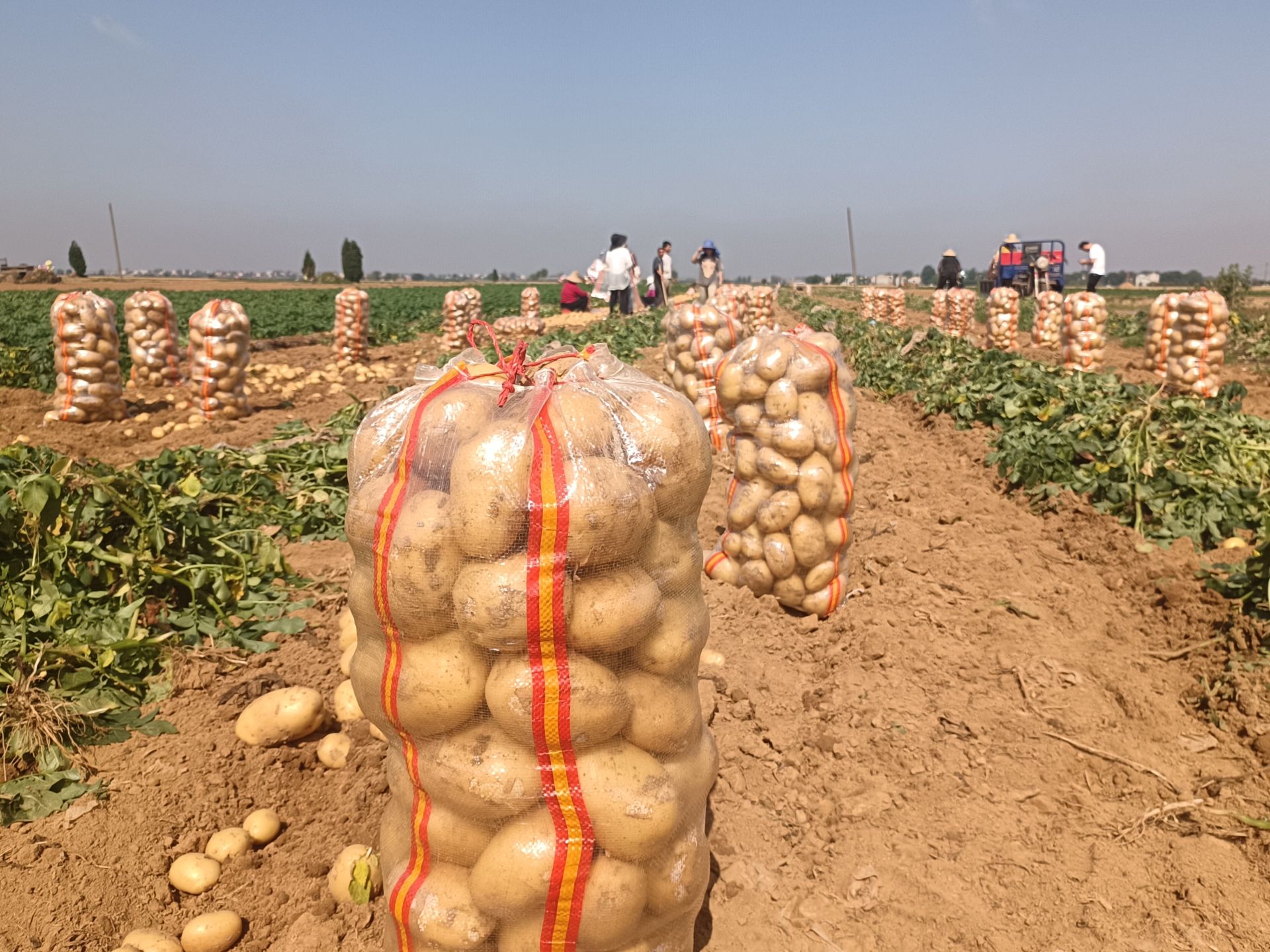 "今年的土豆亩产万把斤,亩产值13000多元.