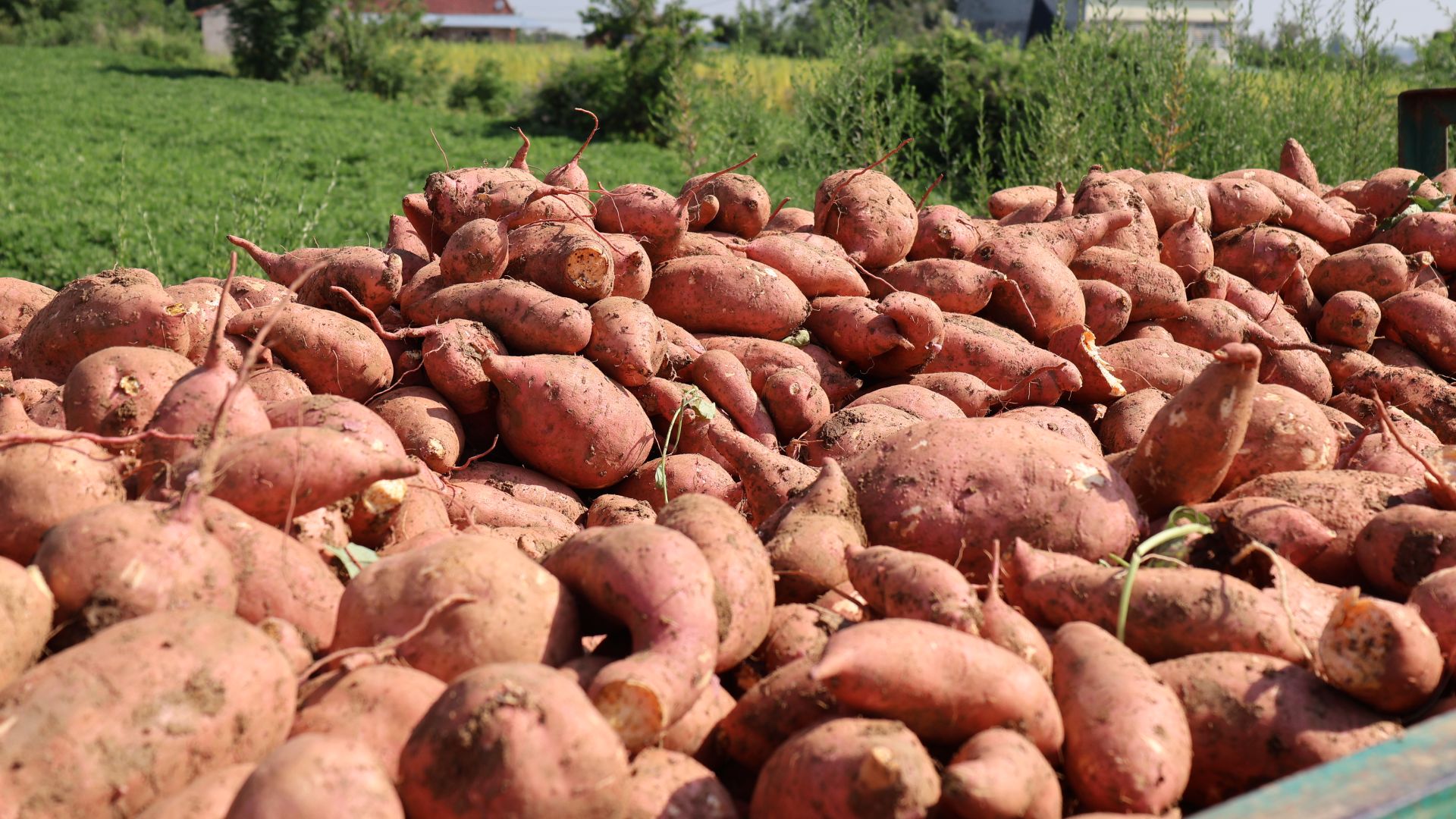 红薯喜获丰收农户甜蜜致富