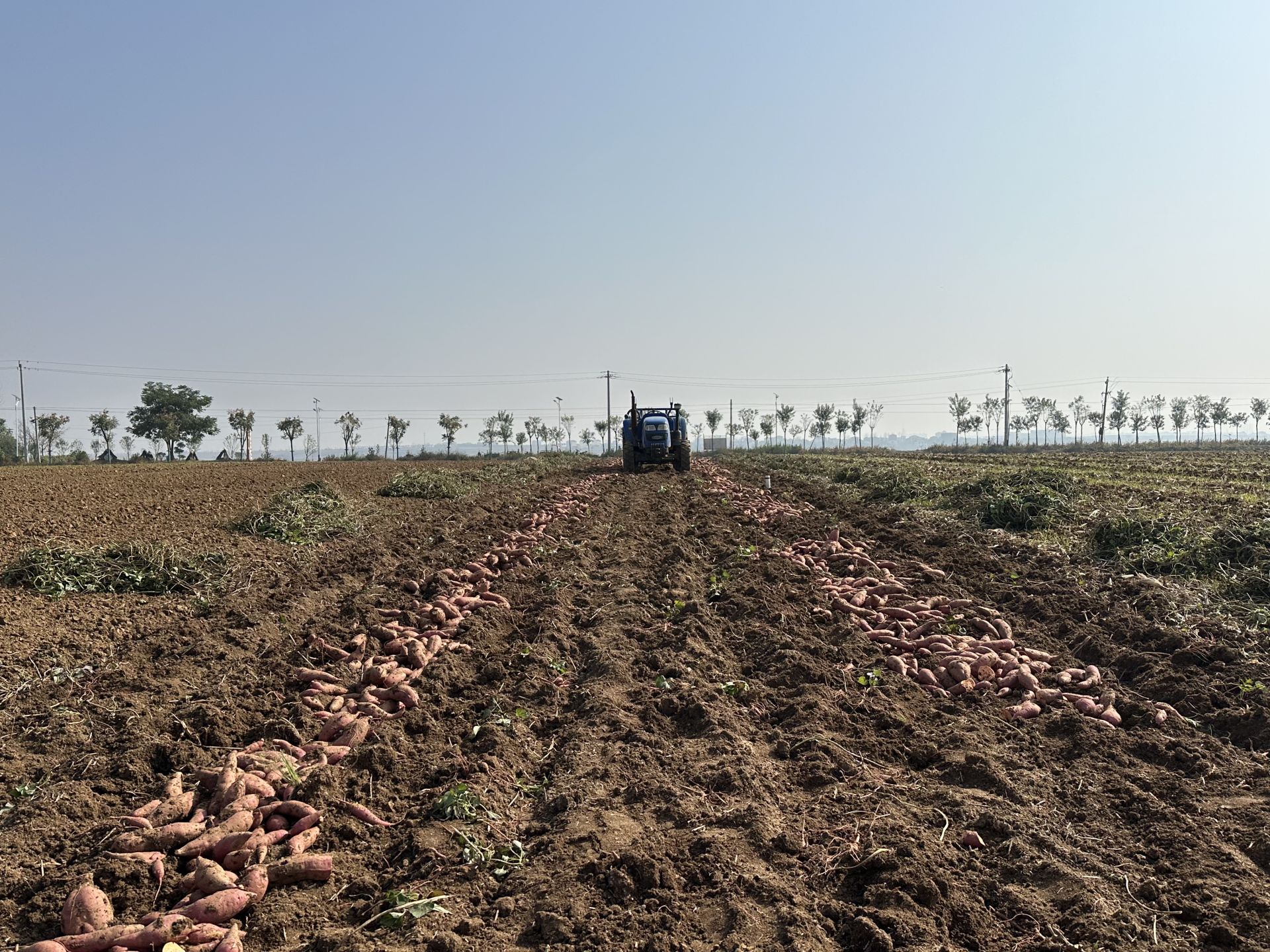 襄阳襄州:郭庞村6500亩红薯喜获丰收!_长江云 - 湖北网络广播电视台官