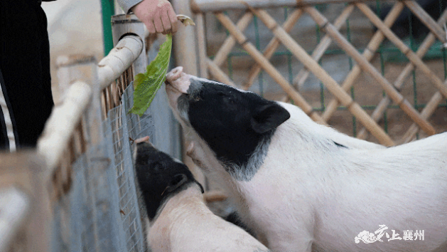 作为动物界的可爱担当小香猪当仁不让迷你的身材匹配"蠢萌"的表情