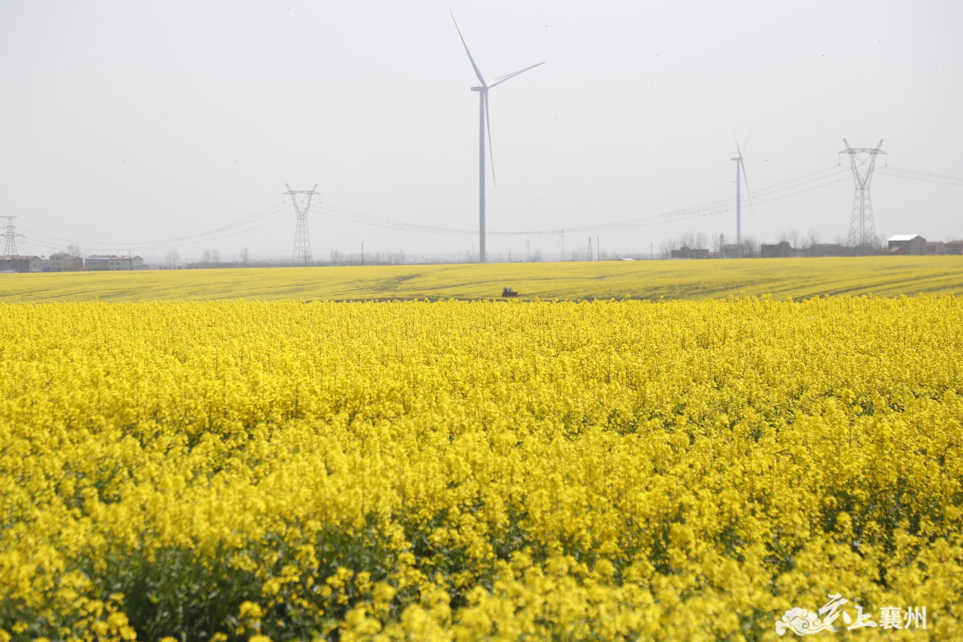 3月28日,在黄集镇襄北农场的种植基地里,襄州区农业技术人员深入田间