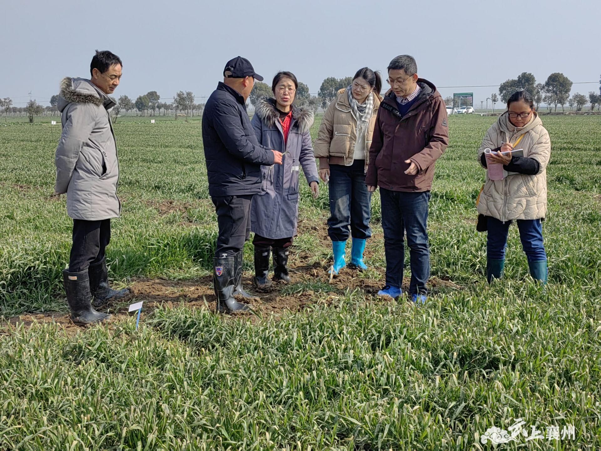 黄集镇:多措并举助"麦"生长_襄阳襄州网