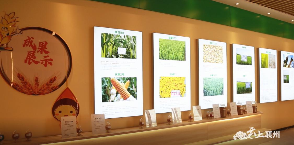 在扶轮农业公司种子展览馆,不同种类的小麦,玉米种子公开展示,让农户