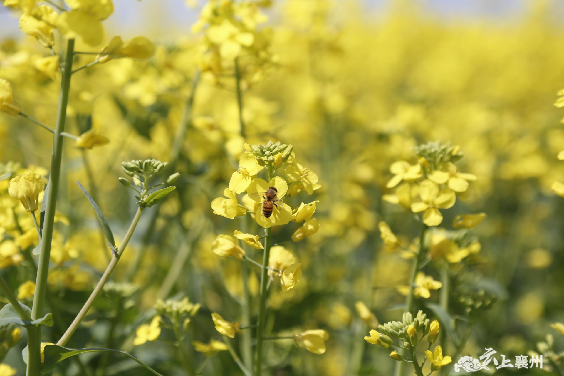 3月28日,在黄集镇襄北农场的种植基地里,襄州区农业