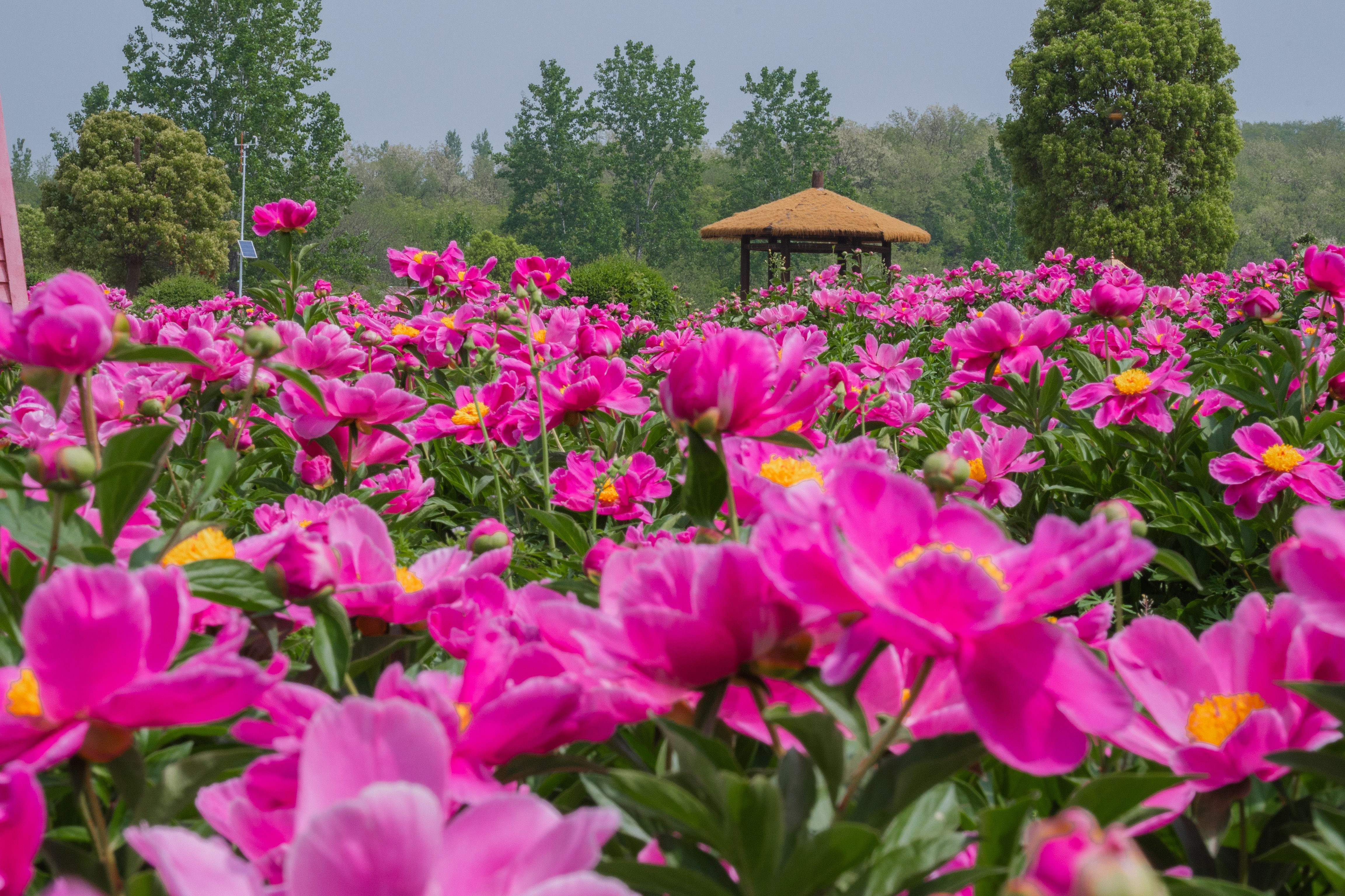 鹿门山景区:芍药花开 粉色花海美如画