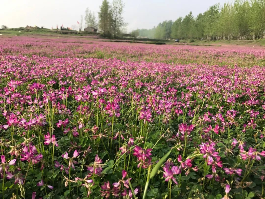 黃州巴河段生態復綠催生千畝紫雲英花海