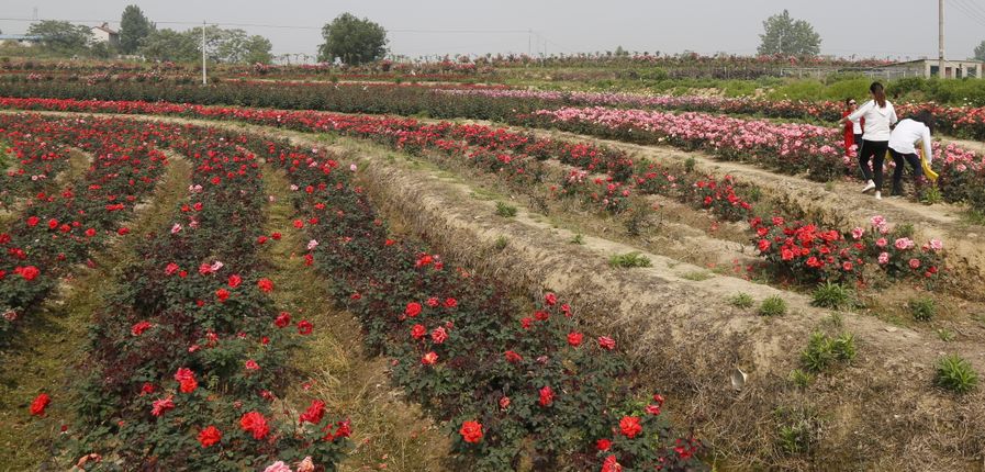 15万株月季等你来约吗