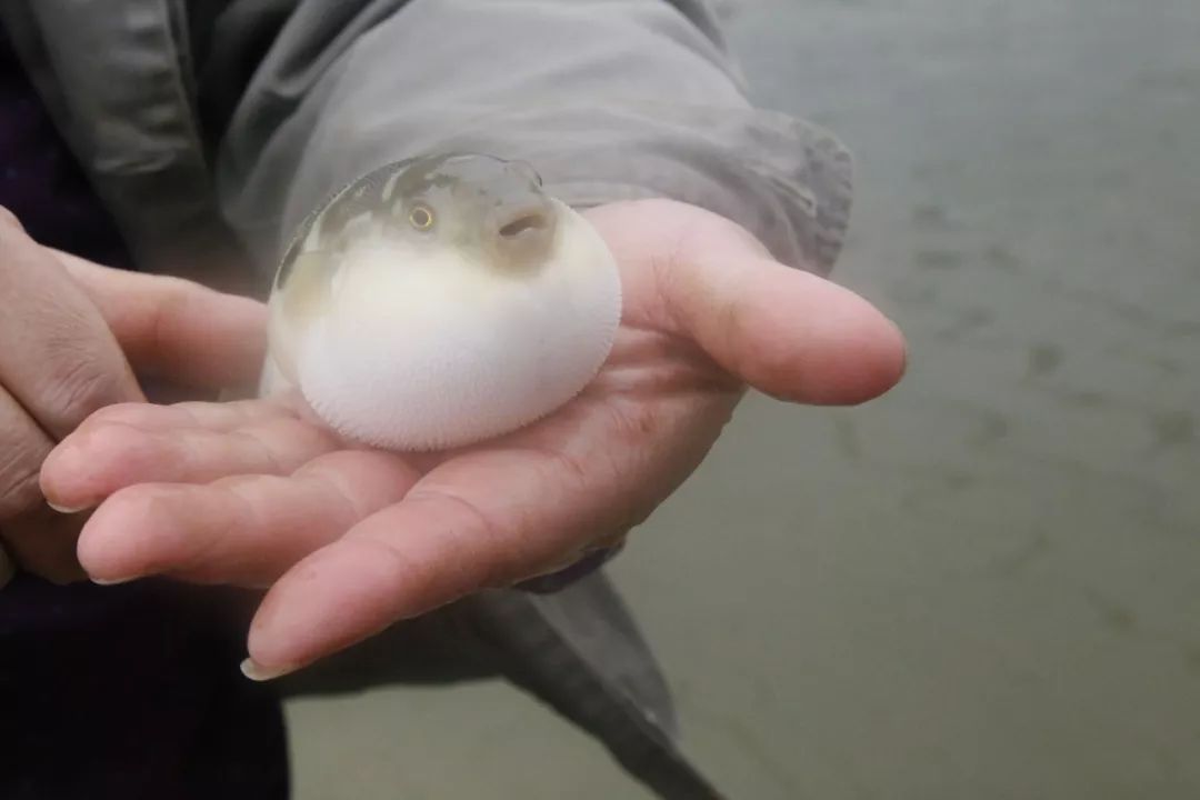 黄州的吃货们,这里的河豚了解一下