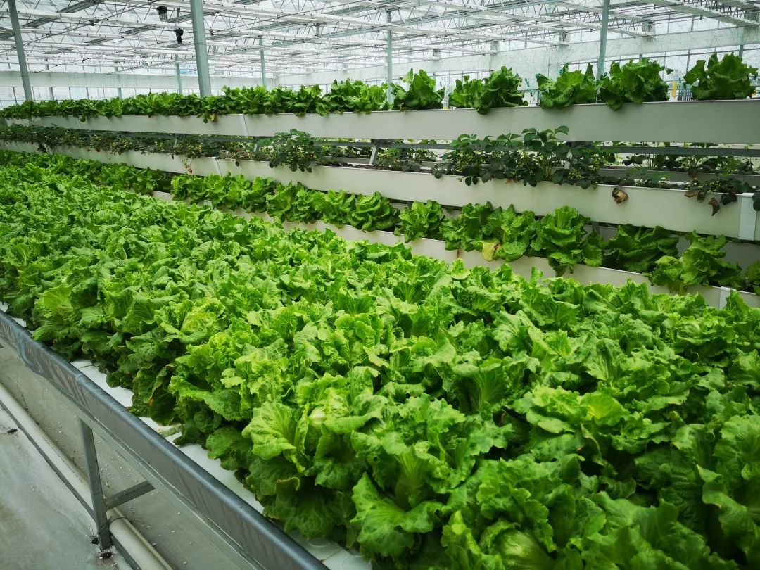 新盛达农业研发栽培新技术丰富百姓菜篮子