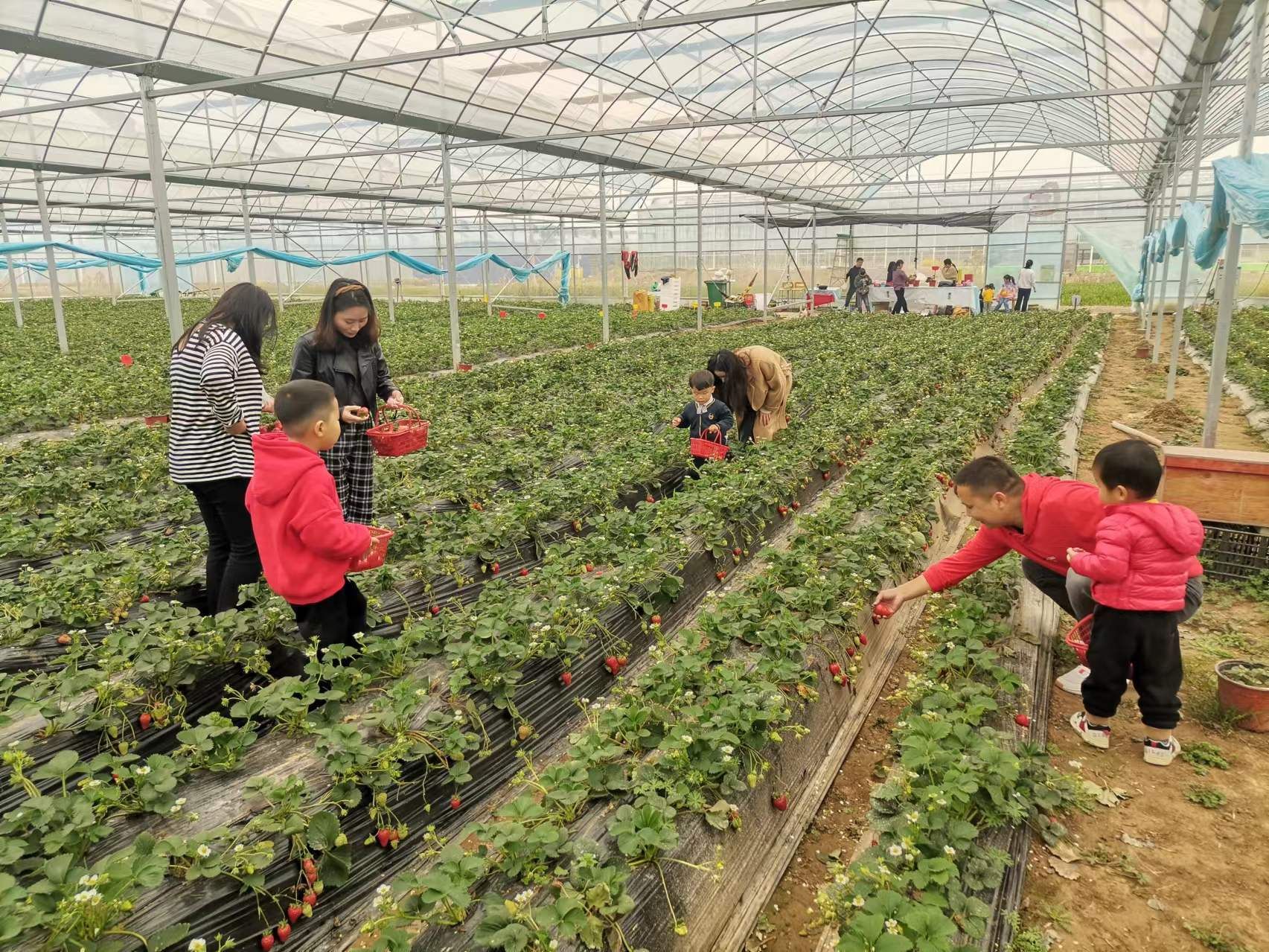 曹路草莓园图片