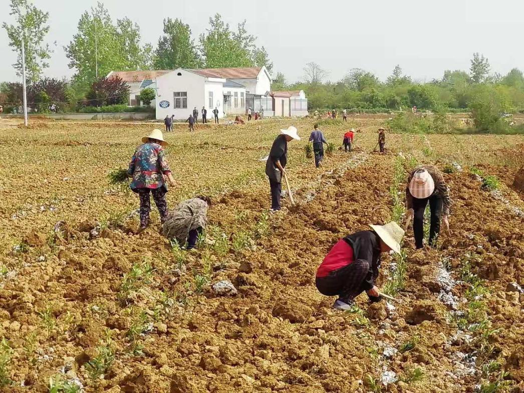 孝南陡岗镇新合村开发荒地壮大茶园产业