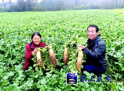 白水畈萝卜获授国家农产品地理标志产品