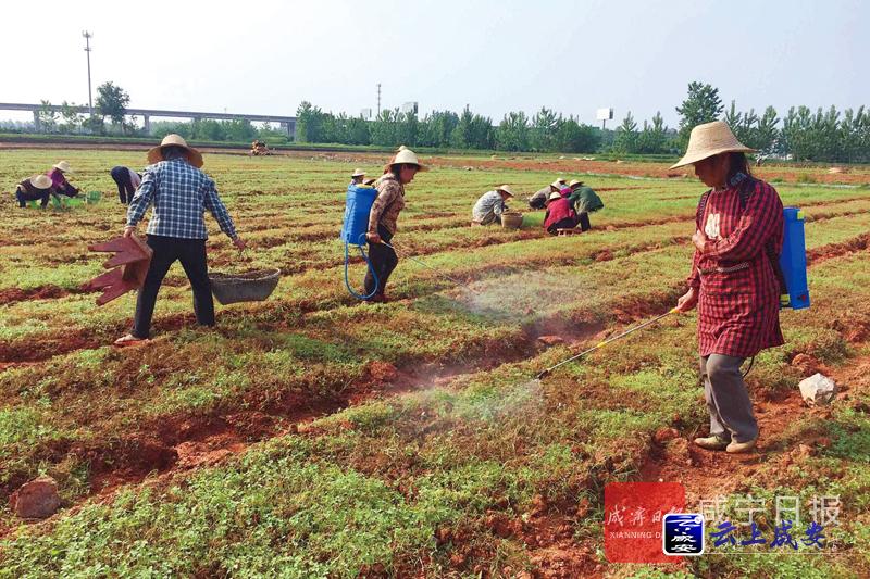 从农民毁麻到田间地头忙种麻咸宁苎麻重拾自信