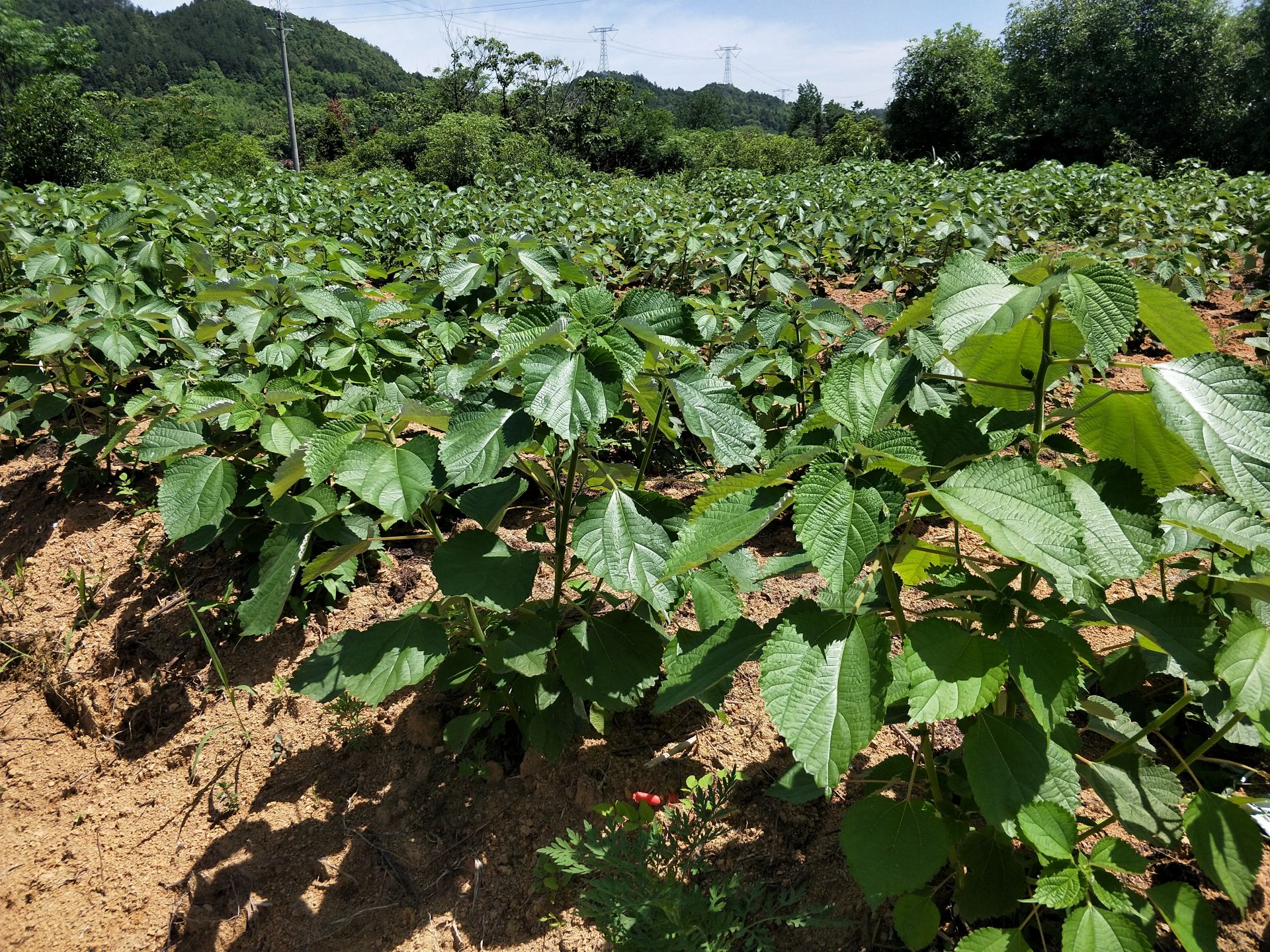 桂花镇,大幕乡,进企业,到地头,实地了解麻纺企业经营和苎麻种植情况
