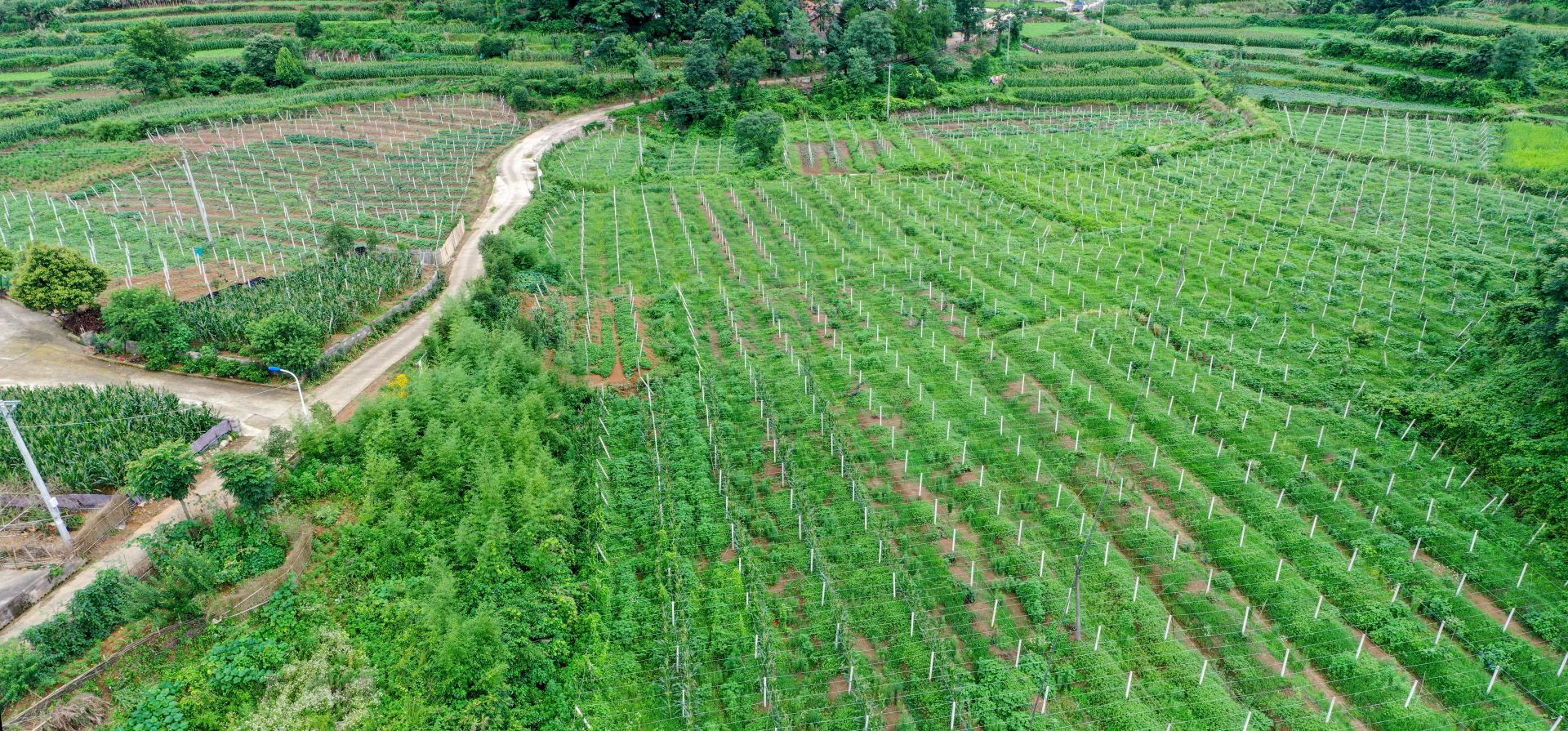 猕猴桃种植地形图片