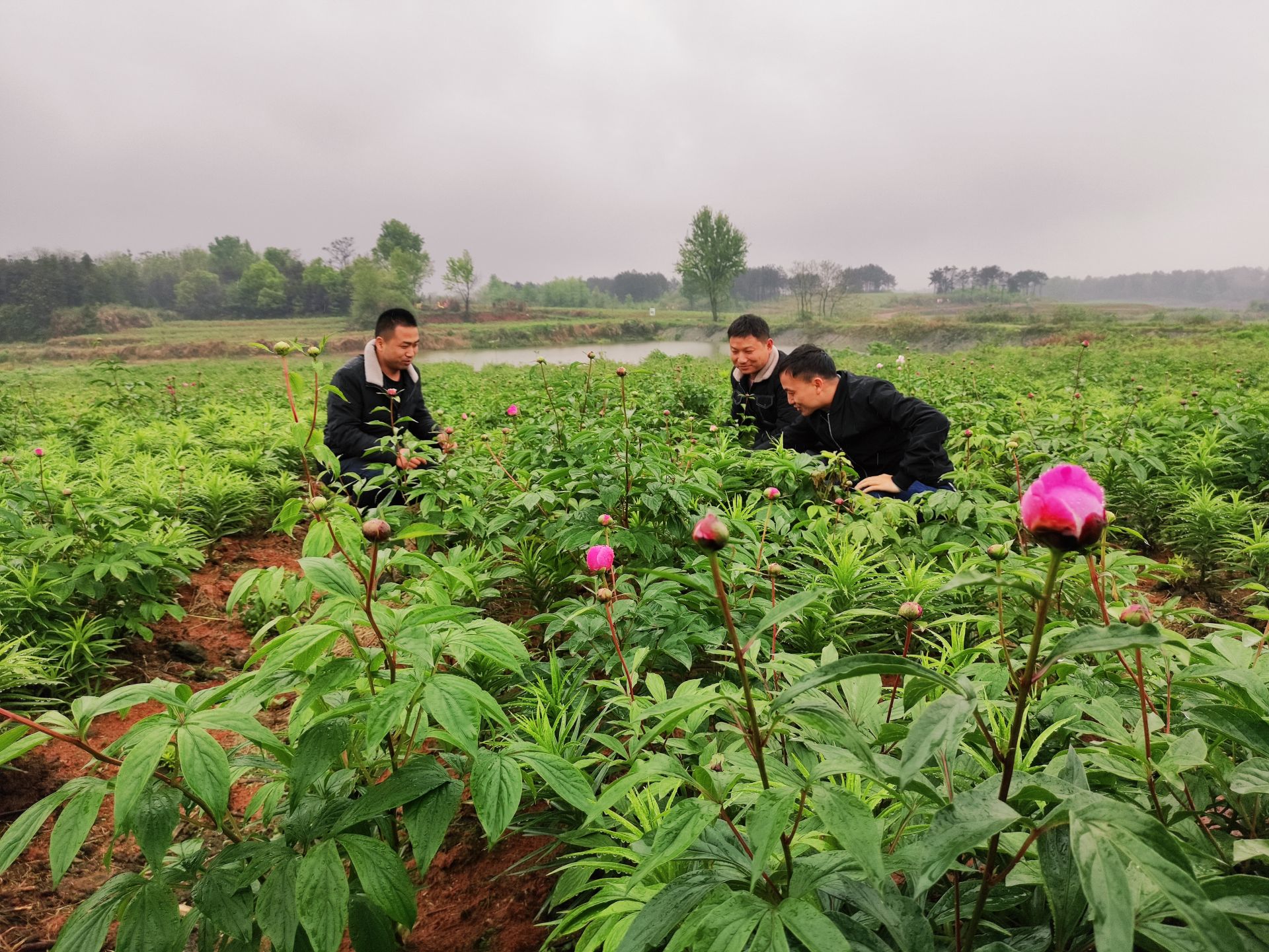 土壤條件,選擇在毛祠村建立百草園中藥材種植基地,目前已經種植了幾十