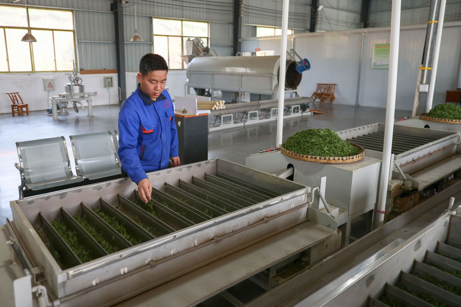 "制作好茶的加工流程很讲究,茶叶从山上摘下来交到车间里来,不是简