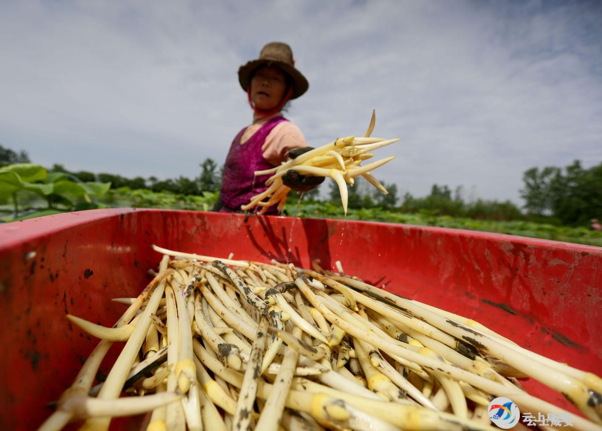 大美咸安咸安的初夏从一口藕带开始