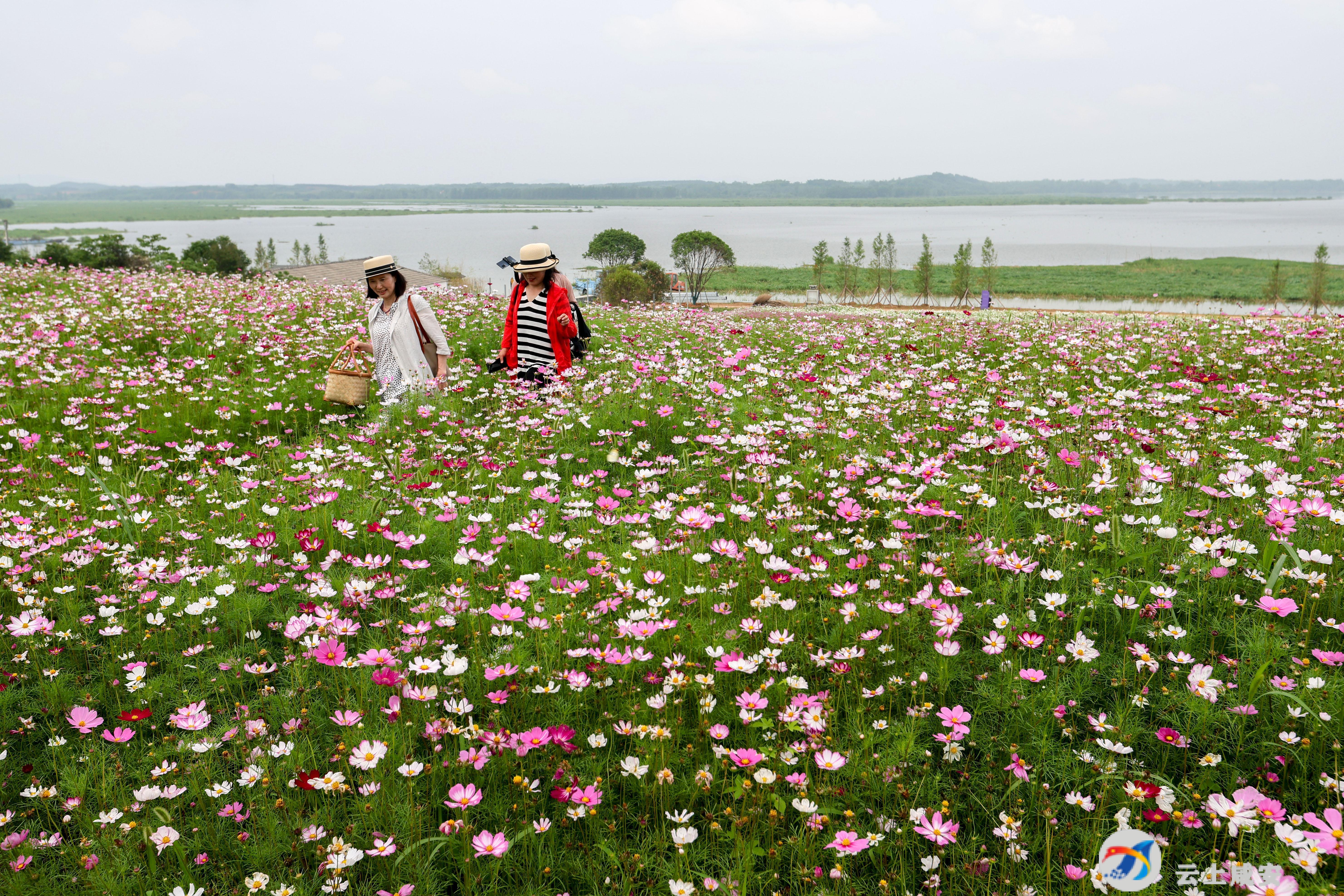 平沙格桑花海图片