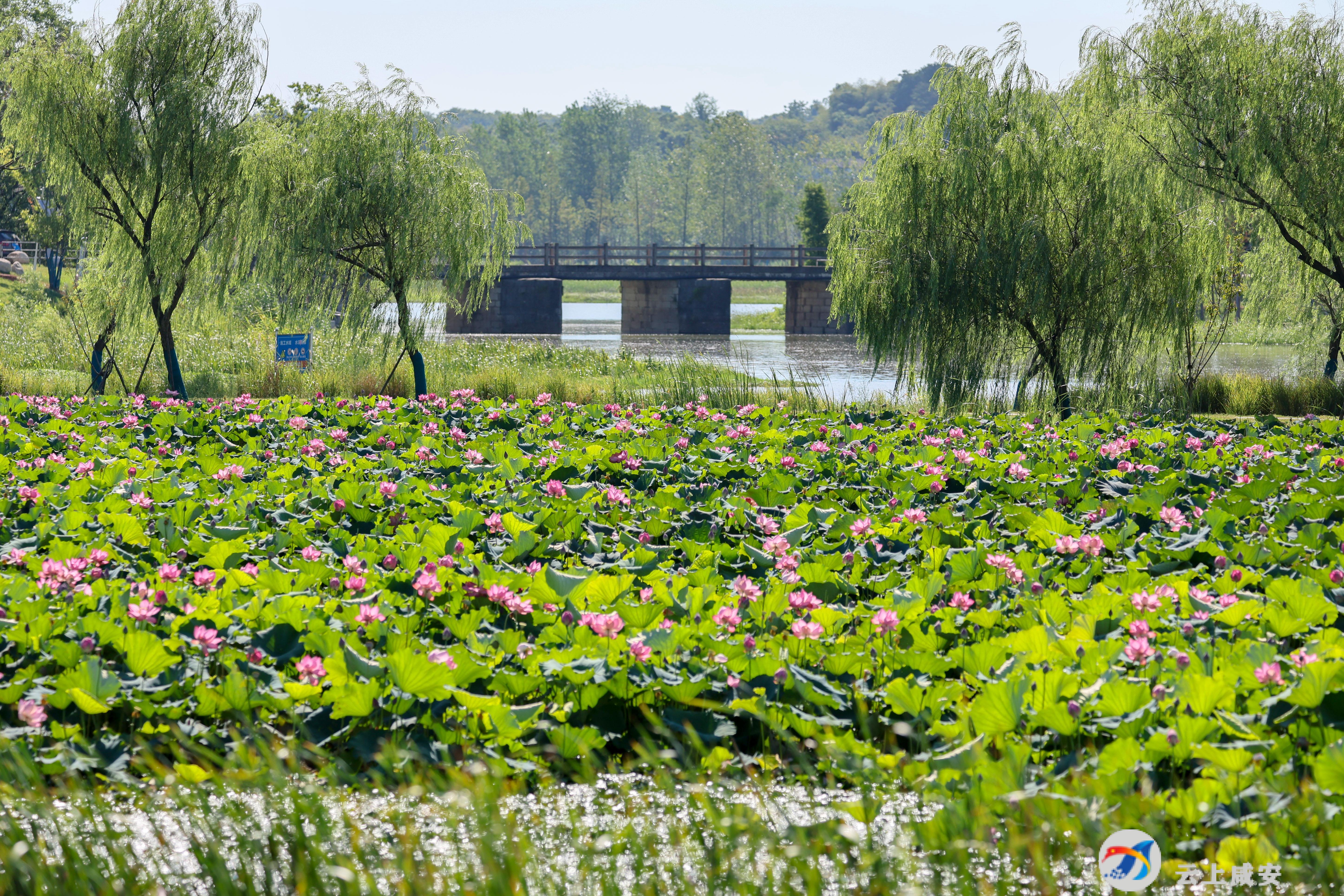 【大美咸安】大洲湖湿地公园_云上咸安