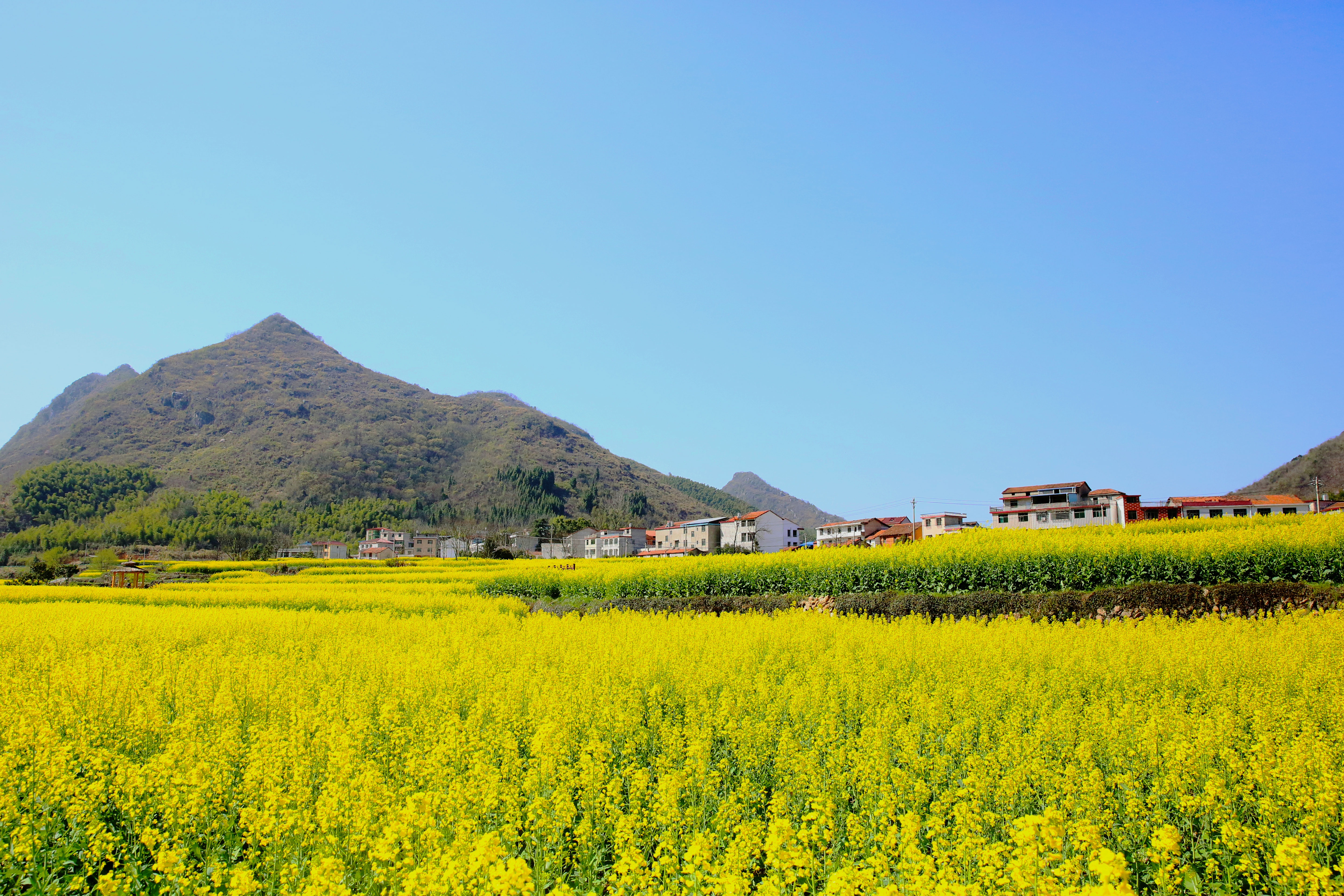 长江云 油菜花开春意浓 解锁周边好春光