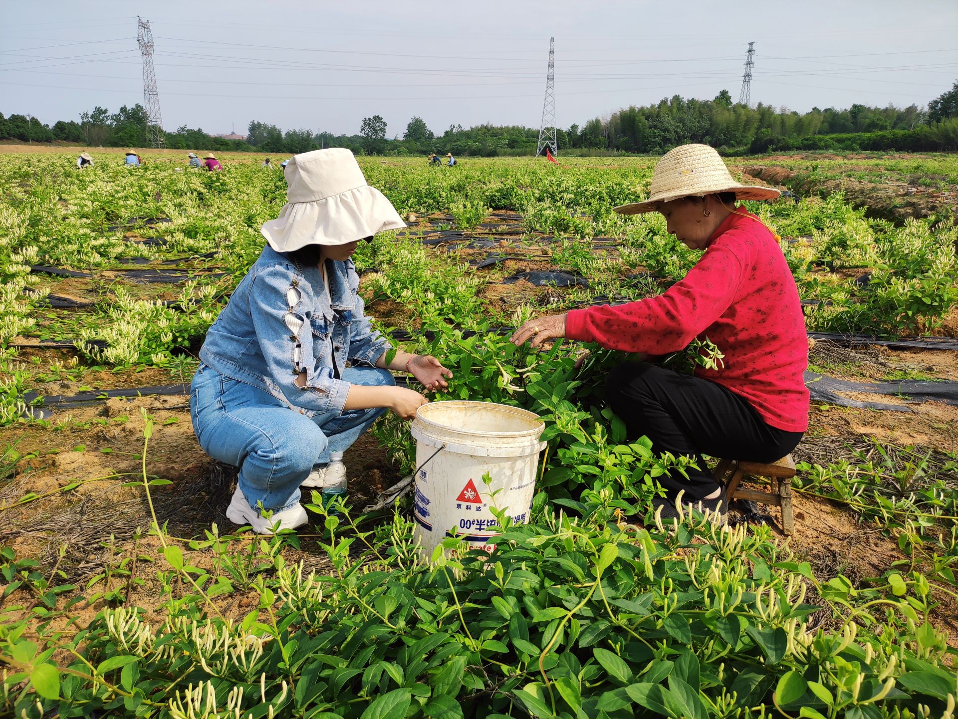 金银花种植成本及利润(金银花种植成本及利润一亩地能种植多少棵金银花?)