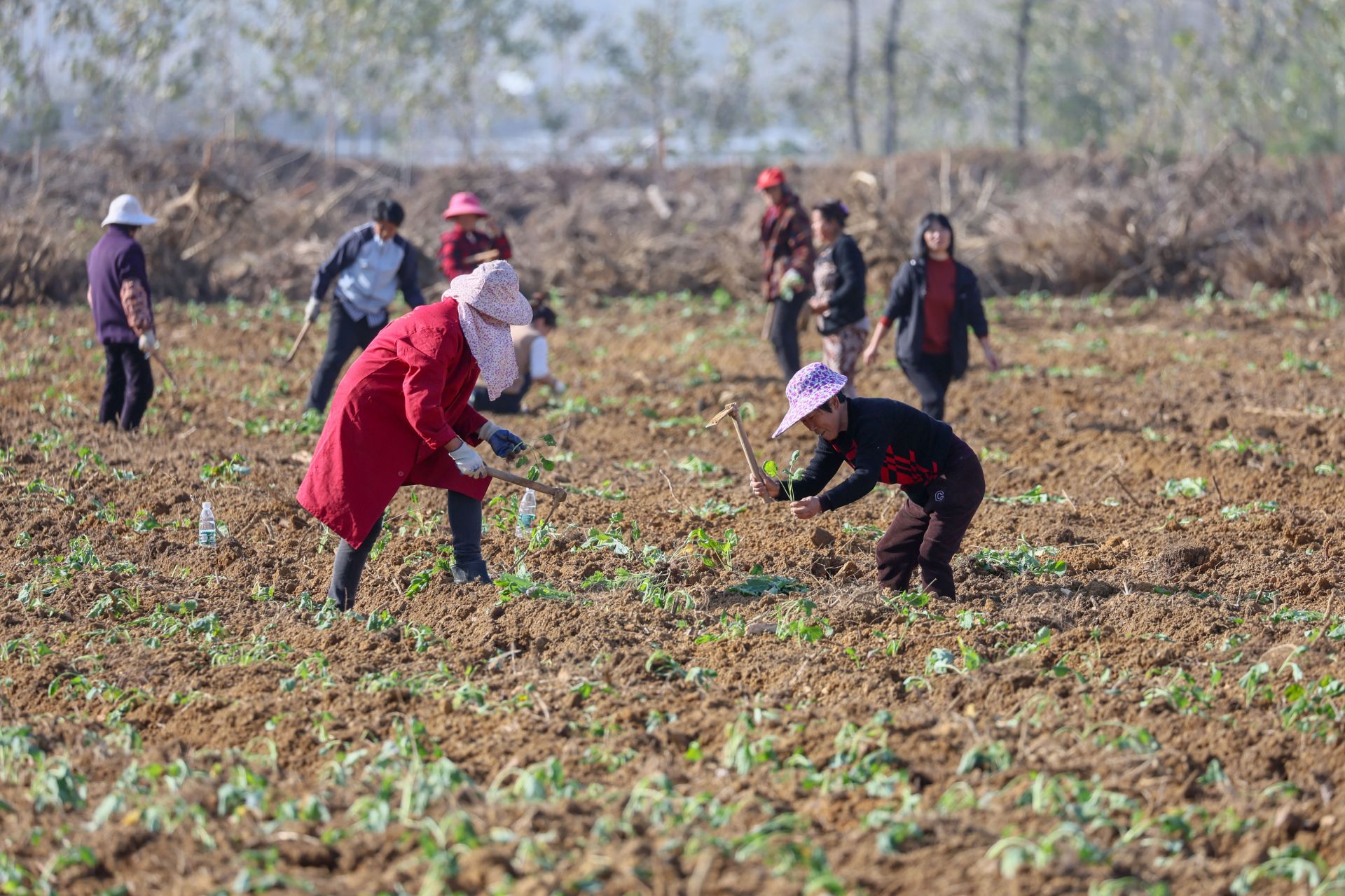 咸宁咸安抢栽油菜保增收